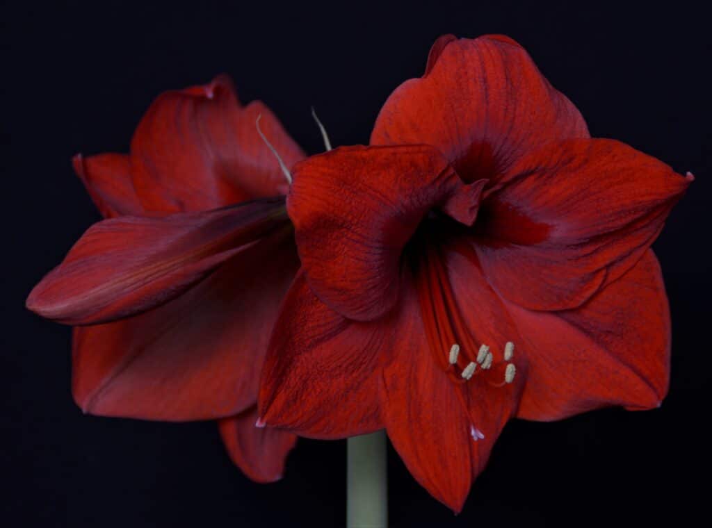 Amaryllis - Florist Atropa Belladonna Amaryllis rouge en gros plan