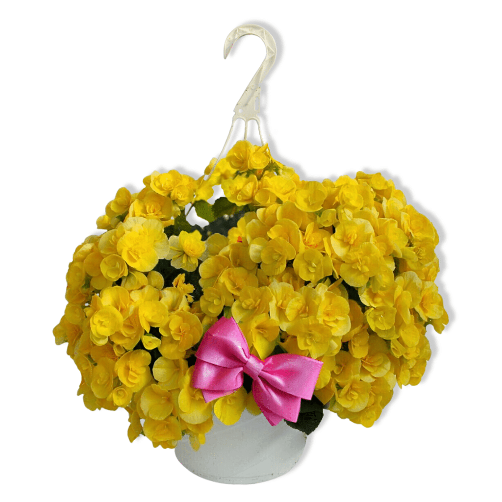 yellow Begonia - Florist Atropa Belladonna