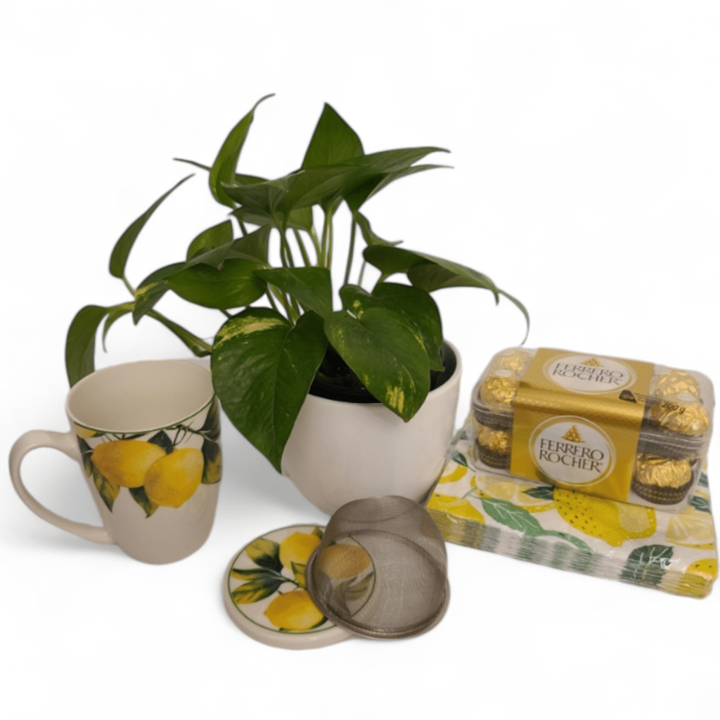Citrina's Sweet Sunday - open - Florist Atropa Belladonna Open Mug with lemon print, lid and fit-in steeper displayed. Potted Pothos, chocolates, and Napkins