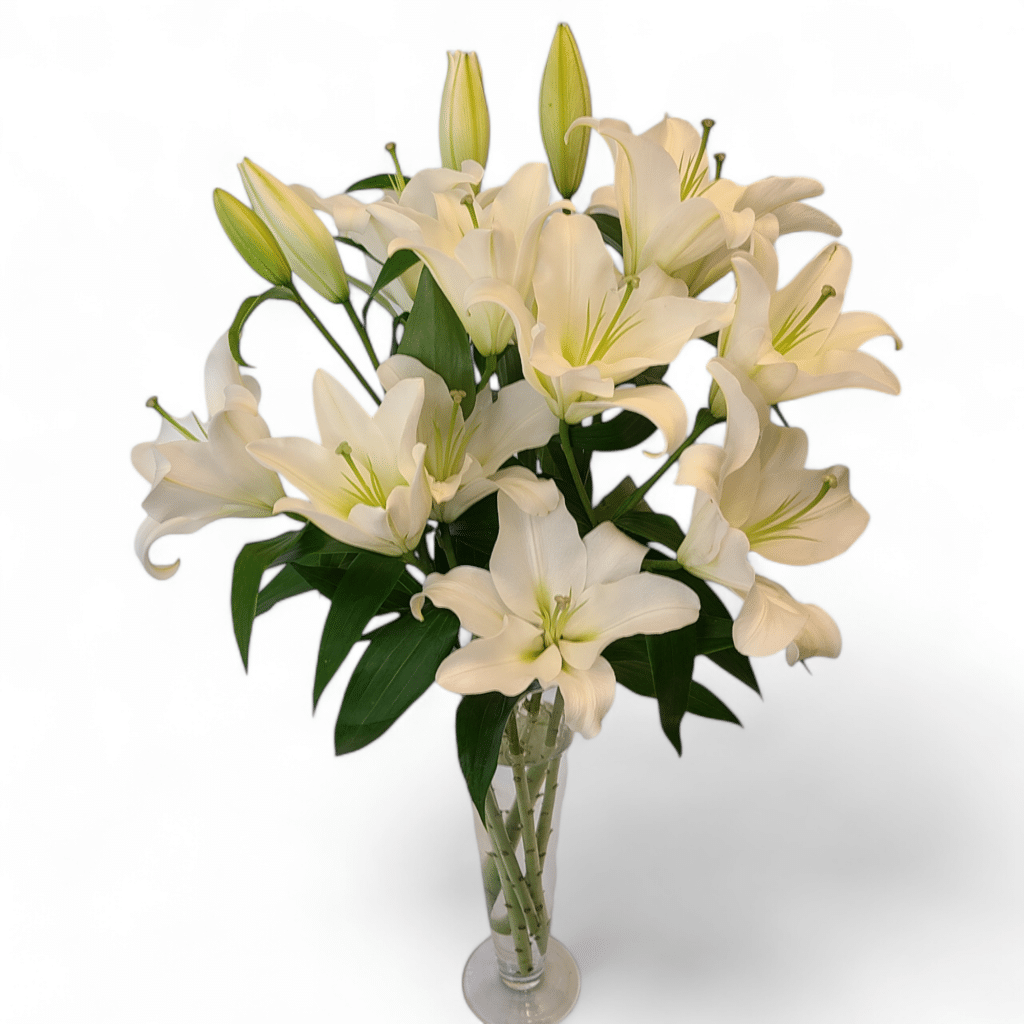 Heaven's Trumpets Standard - Florist Atropa Belladonna White Lilies in a beautiful trumpet vase, elegant and simple