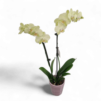 Double Stem Orchids
