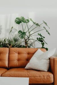 Plant fertiliser basics: a quick guide to understanding ratios & dosage! Featuring house hold plants by Kaboom Pics