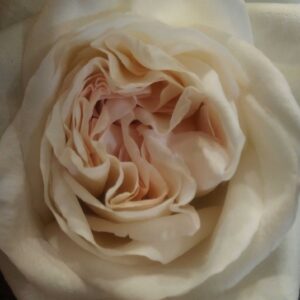 Close-Up of Cream Blush Garden Rose - Florist Atropa Belladonna Close-up of a cream and blush garden rose opening, showing soft layered petals and natural texture.
