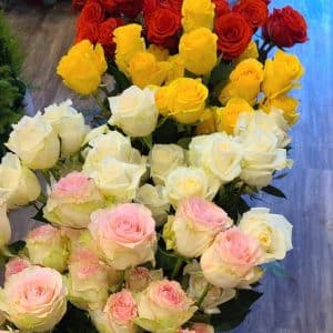 Hydrating roses - Florist Atropa Belladonna roses hydrating after processing