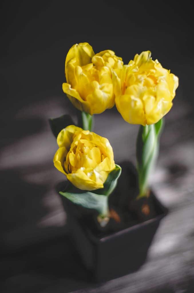 potted yellow double tulips - Florist Atropa Belladonna double earlies potted tulip plants in yellow