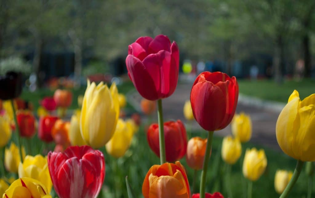 Neighborhood tulips in warm yellow red and oranges