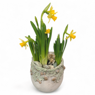 Spring's Petite Fairy Bulbs