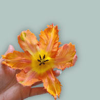orange yellow tulip Quebec Grown