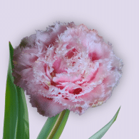double frill tulip all in pink and soft tips